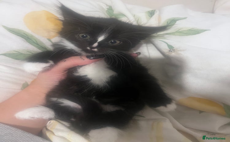 Domestic Shorthair cats Kittens  - Advert 1