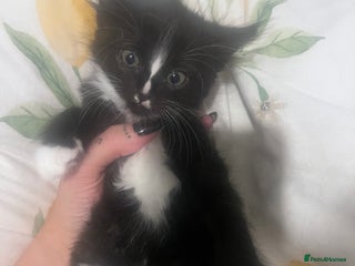 Domestic Shorthair cats for sale: Kittens - Advert 1