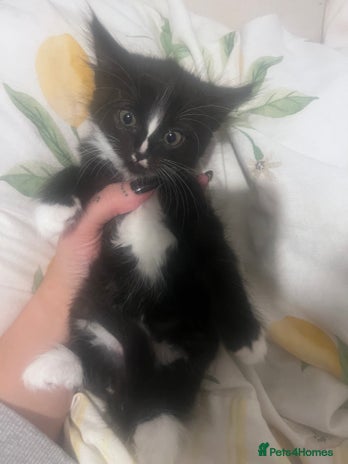 Domestic Shorthair cats Kittens - Advert 1