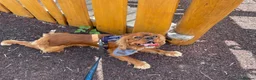 Cavalier King Charles Spaniel dogs for stud: Leo Bennett Stud  in Milton Keynes - Advert 4