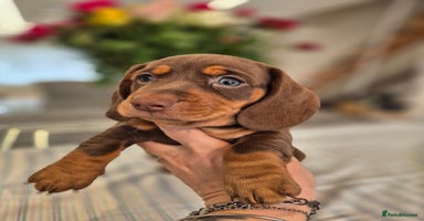 Dachshund dogs - Advert 1