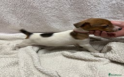 Jack Russell dogs for sale: 4 jack Russell puppies  - Advert 14