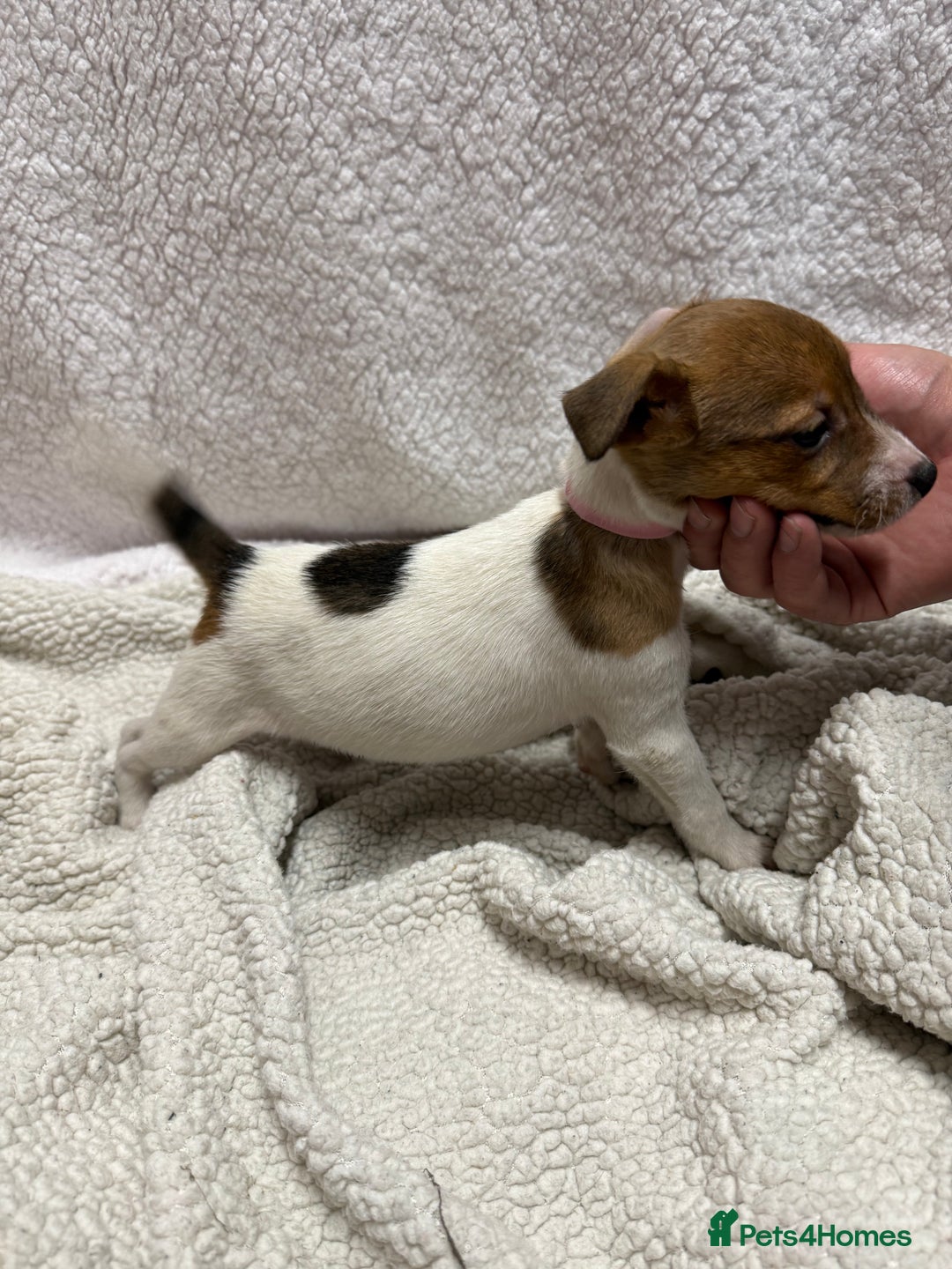 Jack Russell dogs for sale: 4 jack Russell puppies  - Advert 14