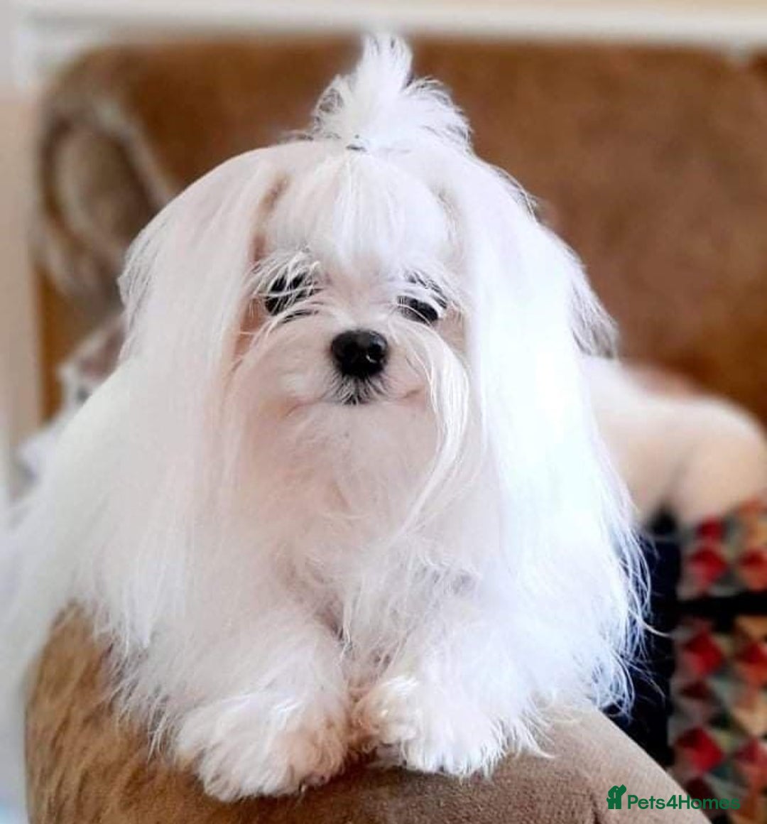 Maltipoo dogs for sale: Korean maltipoo luxury teddy 3 boys  - Advert 11