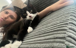 Mixed Breed cats for sale: 3 beautiful baby’s for sale  - Image 4