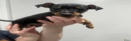Miniature Pinscher dogs for sale:  Beautiful Purebred Miniature Pinscher Puppies  in Wakefield - Advert 24
