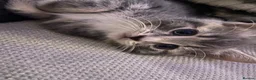 Mixed Breed cats for sale: Lovely little kittens in Boston - Advert 7