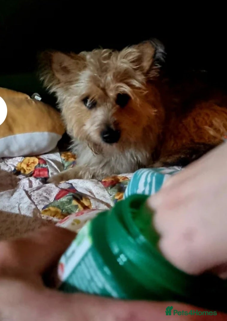 Mixed Breed dogs Meet this 4 year old scruffy bundle of joy PALACE  - Advert 9