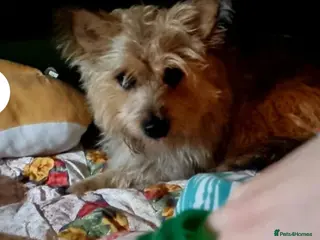 Mixed Breed dogs Meet this 4 year old scruffy bundle of joy PALACE - Advert 9