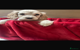 Cocker Spaniel dogs for sale: Beautiful cocker spaniels ❤️❤️ - Image 6