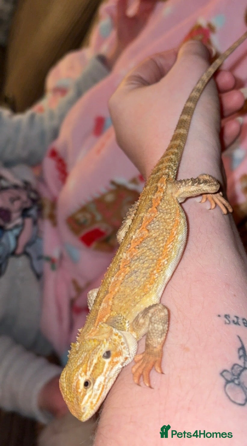 Bearded Dragon reptiles Bearded Dragon and full set up in Hartlepool - Advert 7