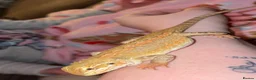 Bearded Dragon reptiles for sale: Bearded Dragon and full set up in Hartlepool - Advert 1