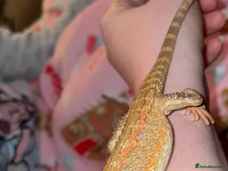 Bearded Dragon reptiles Bearded Dragon and full set up in Hartlepool - Advert 7