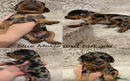 Sprocker dogs for sale: Sprocker puppies for sale - Advert 4