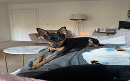 Miniature Pinscher dogs for sale: Black & tan male miniature pinscher 4 years old - Image 1