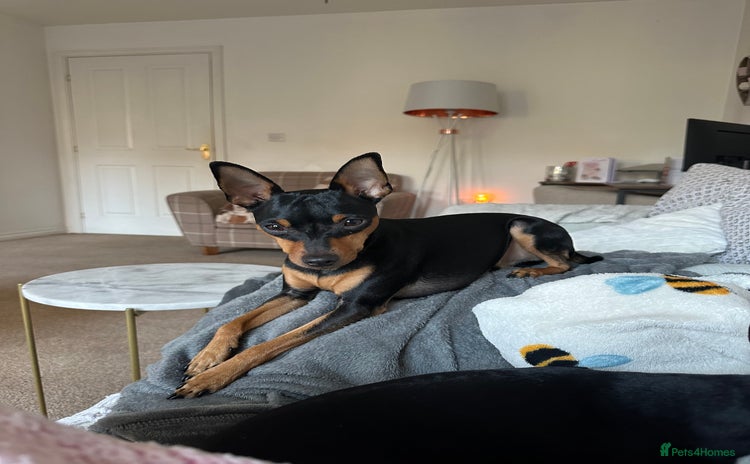 Miniature Pinscher dogs - Advert 1