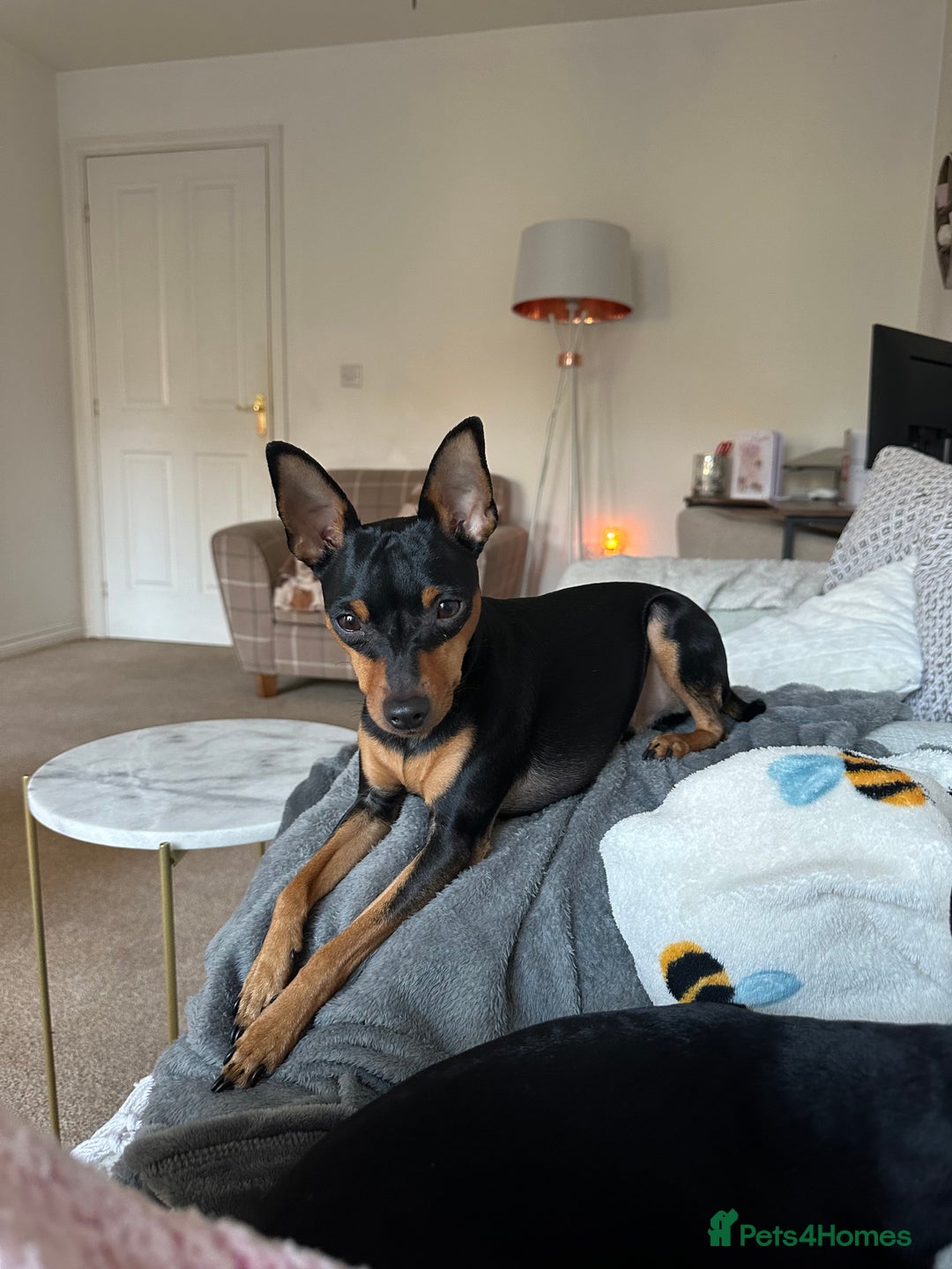 Miniature Pinscher dogs for sale: Black & tan male miniature pinscher 4 years old - Image 1