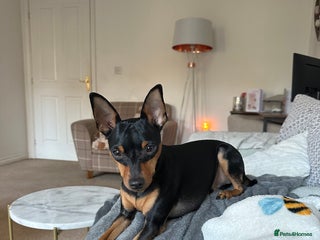 Miniature Pinscher dogs Black & tan male miniature pinscher 4 years old - Advert 13