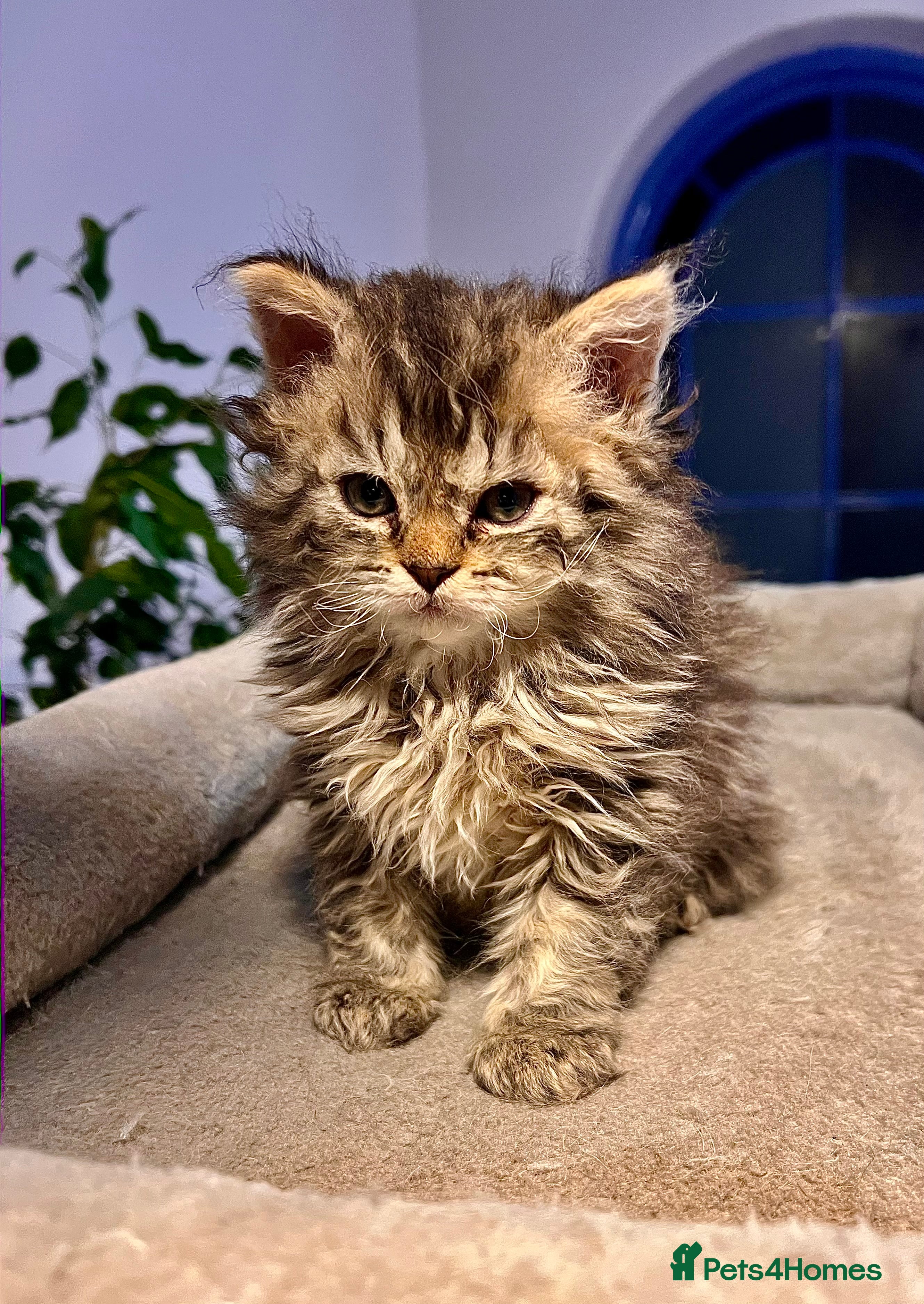 Selkirk Rex cats Stunning Selkirk rex kittens - Advert 1