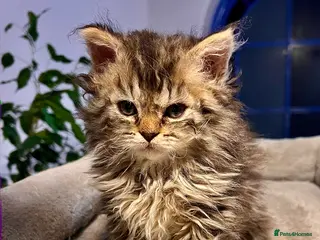 Selkirk Rex cats Stunning Selkirk rex kittens - Advert 1