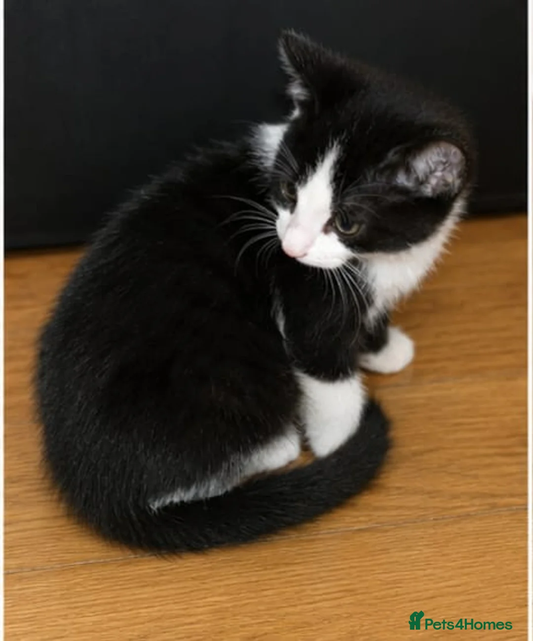 Bengal cats for sale: 3 beautiful part bengal male kittens - Advert 2
