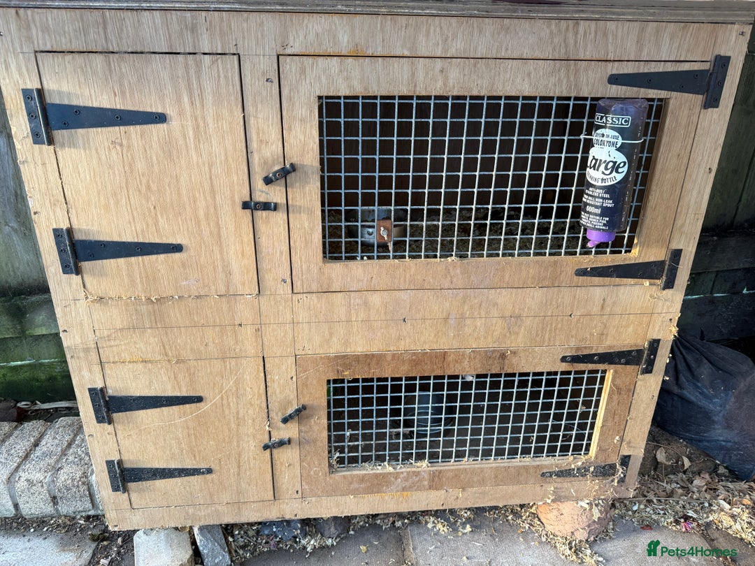 Ferret rodents for sale: Jill ferret - Image 7