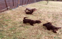 Cockapoo dogs for sale: F1b Cockapoo puppies !! health tested parents !! - Image 28