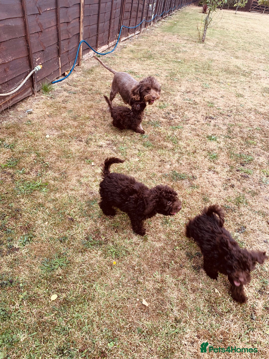 Cockapoo dogs for sale: F1b Cockapoo puppies !! health tested parents !! - Image 28