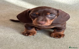 Miniature Dachshund dogs for sale: Reggie and Walter  - Advert 4