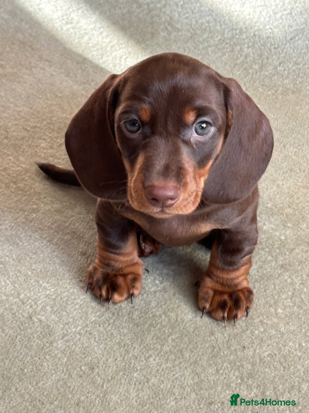 Miniature Dachshund dogs for sale: Reggie and Walter  - Advert 4
