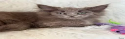 Maine Coon cats for sale: Maine coon kittens fluffy cuddly kittens - Advert 26