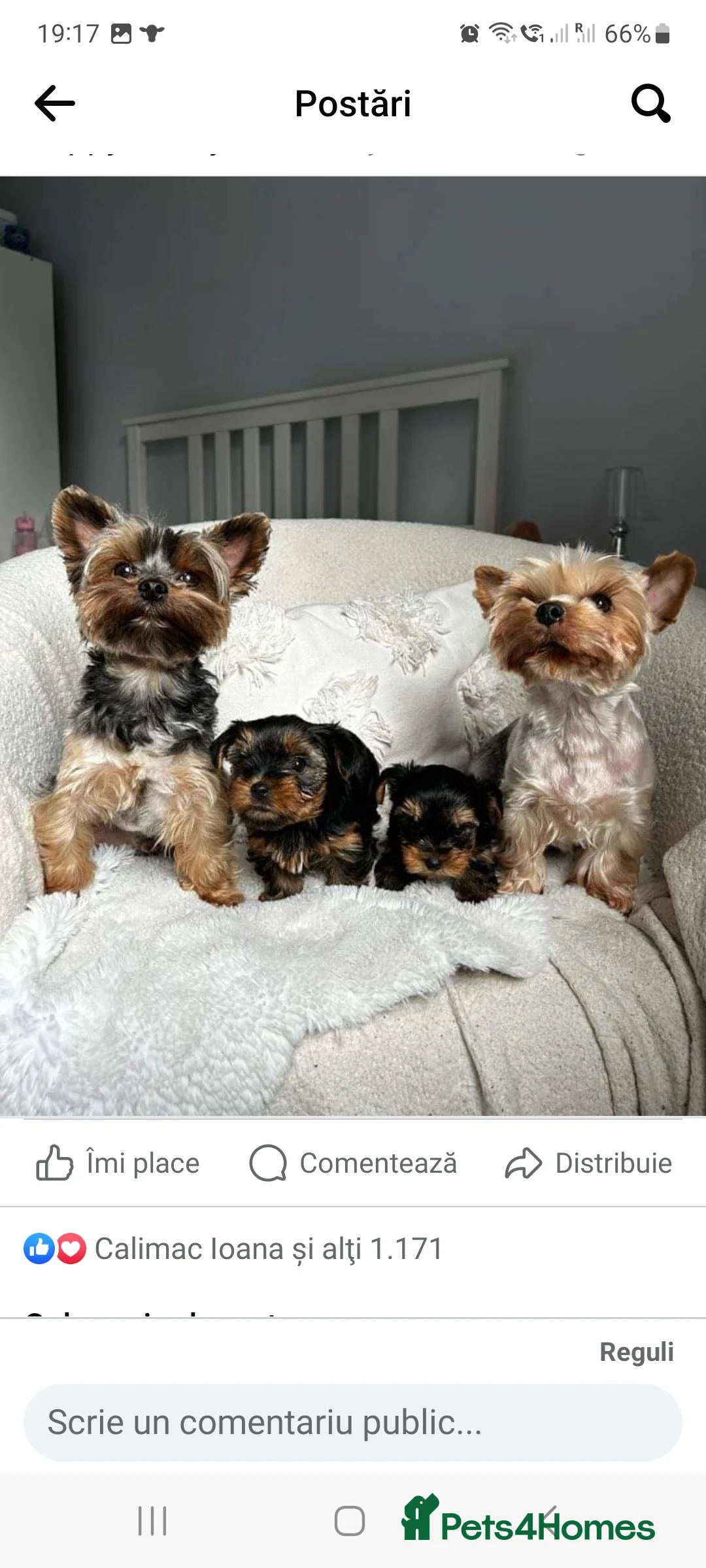 Yorkshire Terrier dogs for stud: Stunning Marco Black Tiger aka Paco - Advert 9