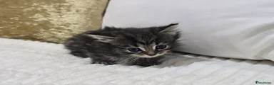 Domestic Shorthair 4