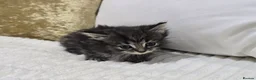 Domestic Shorthair cats for sale: Beautiful Litter of 8 Kittens –5 Females & 3 Males - Advert 12