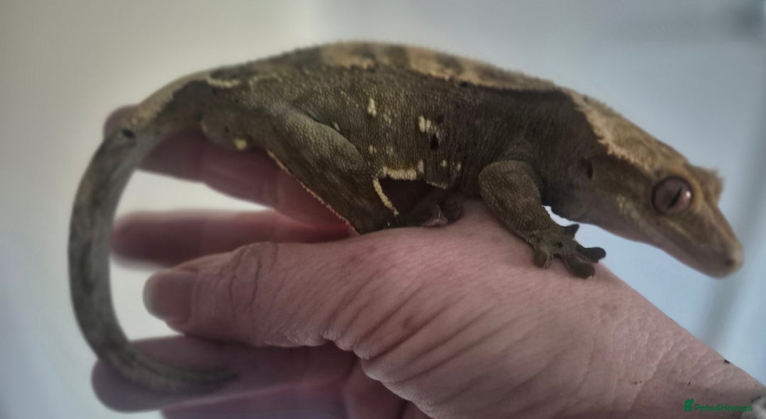 Gecko reptiles for sale: 2 year old crested gecko  - Advert 4
