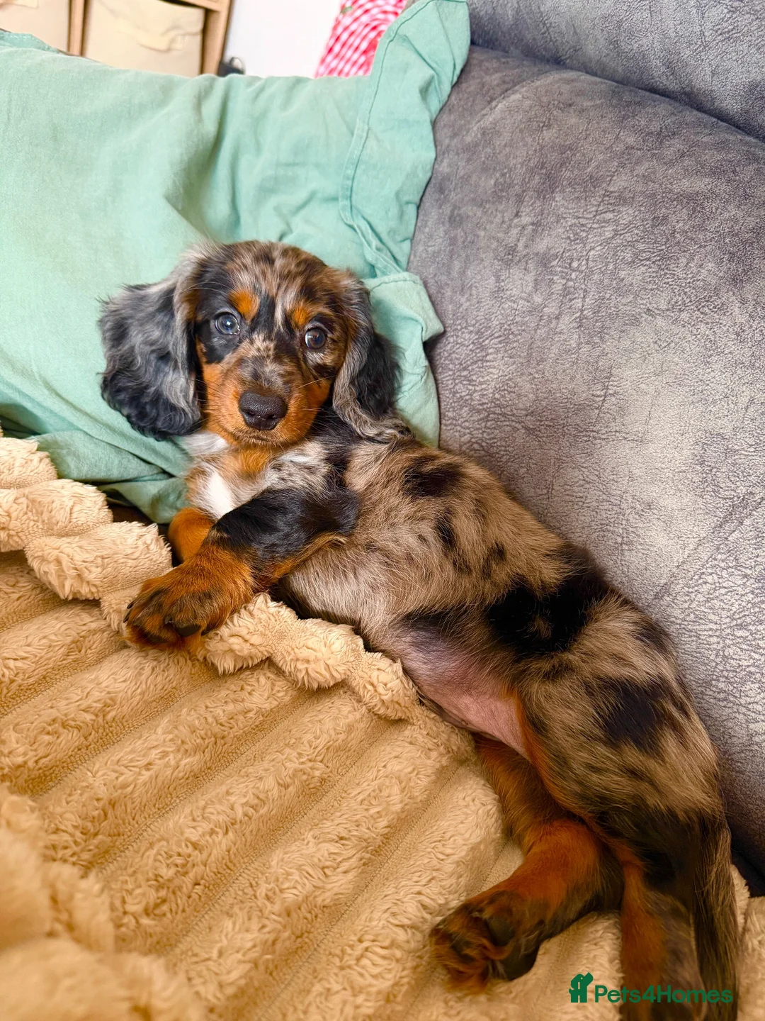 Dachshund dogs for sale: Long Haired Miniature Dachshund  in Neath - Advert 1