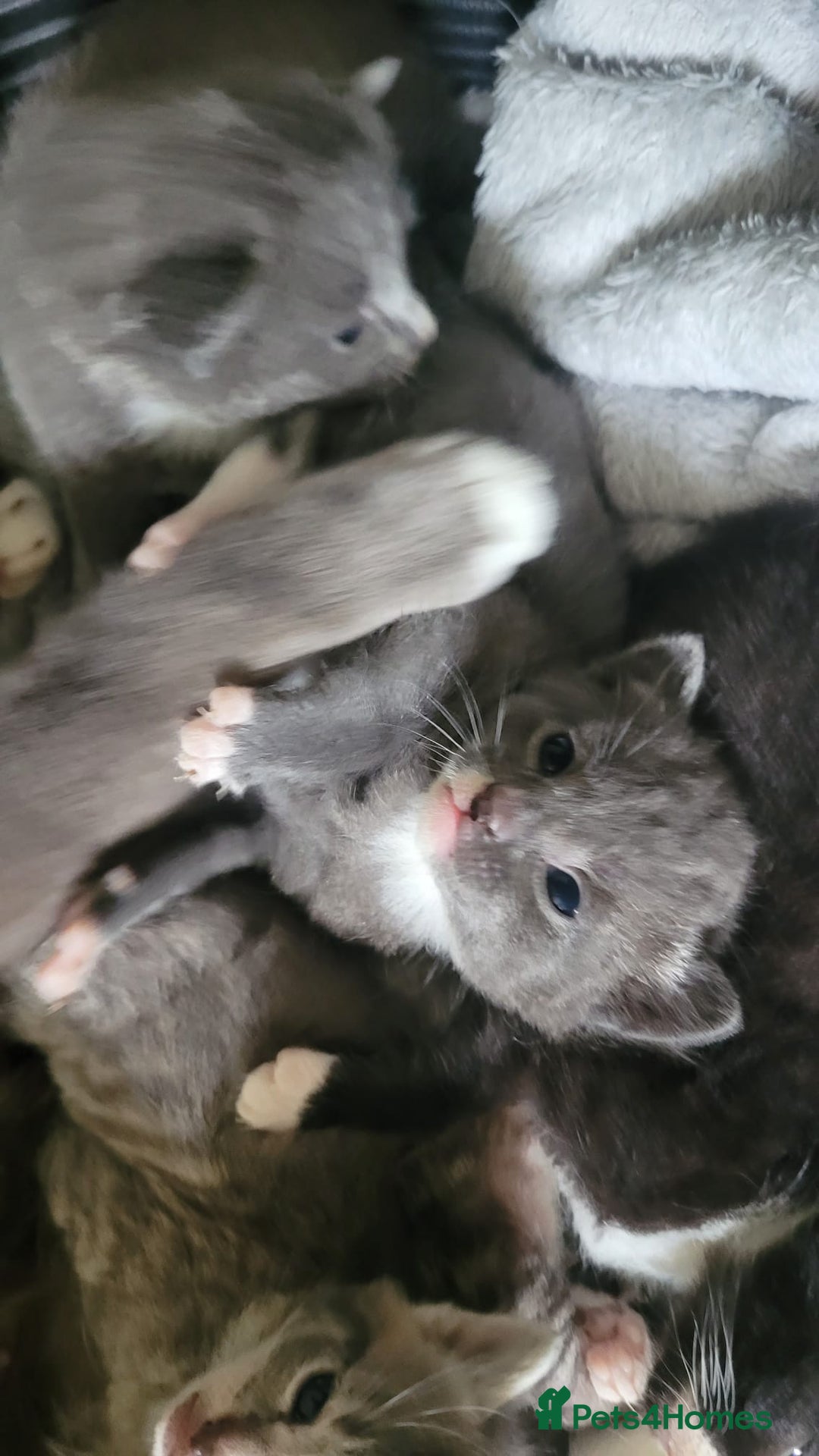 Mixed Breed cats for sale: Beautiful kittens  - Image 5