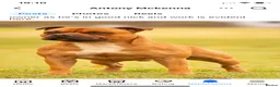Staffordshire Bull Terrier dogs for sale: KC Beautiful litter of blue/red staffys  - Advert 17