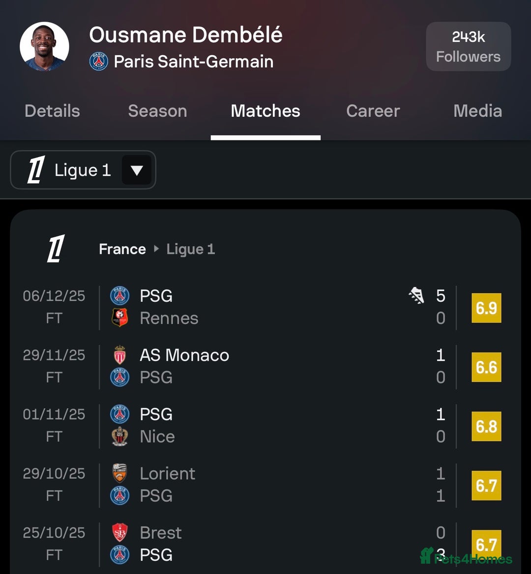 Mixed Breed cats for sale: 3 ,8 week old kittens available 2 male , 1 female  - Advert 3