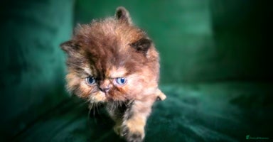 Persian cats - Advert 3