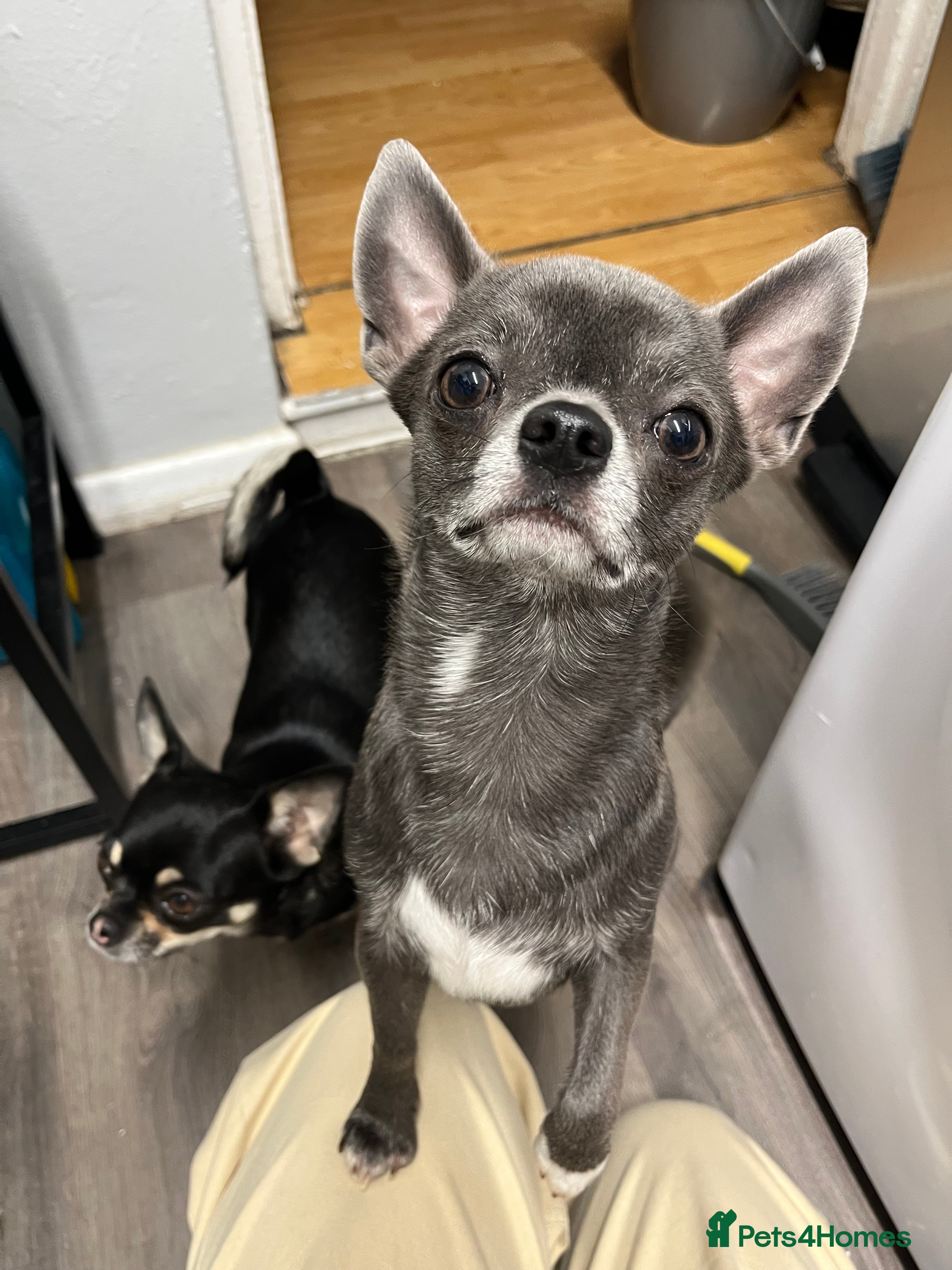 Chihuahua dogs Chihuahua stud - Advert 24