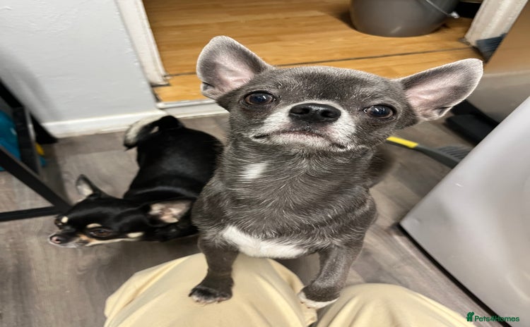 Chihuahua dogs - Advert 10