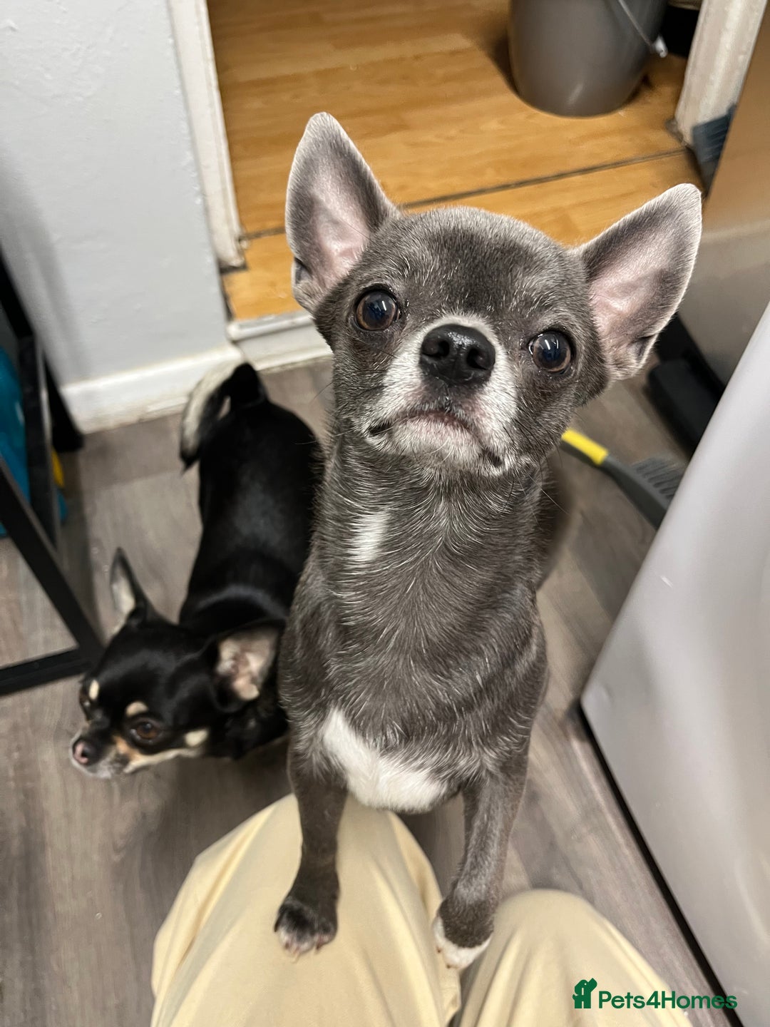 Chihuahua dogs for stud: Chihuahua proven stud - Image 1