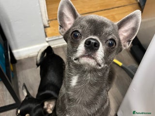 Chihuahua dogs - Advert 1