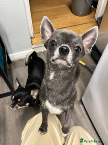 Chihuahua dogs - Advert 1