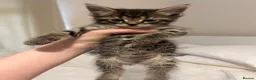 Domestic Shorthair cats for sale: Domestic shorthair kittens - Advert 1
