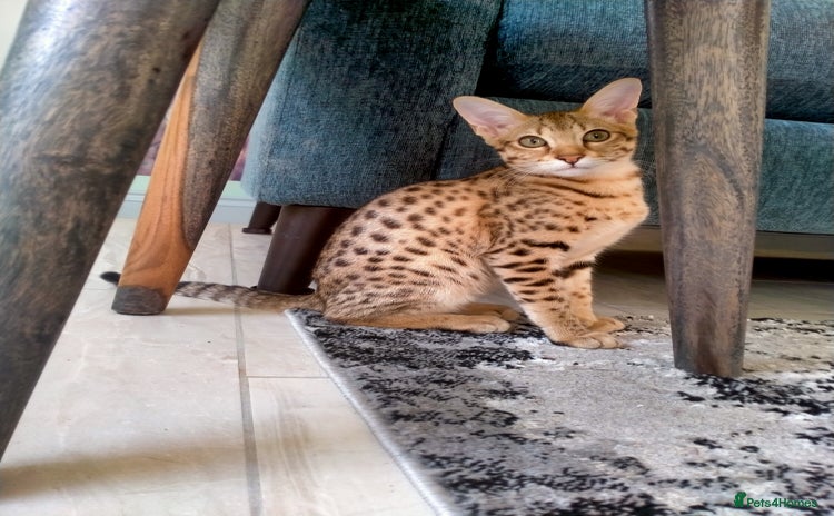 Savannah cats - Advert 5