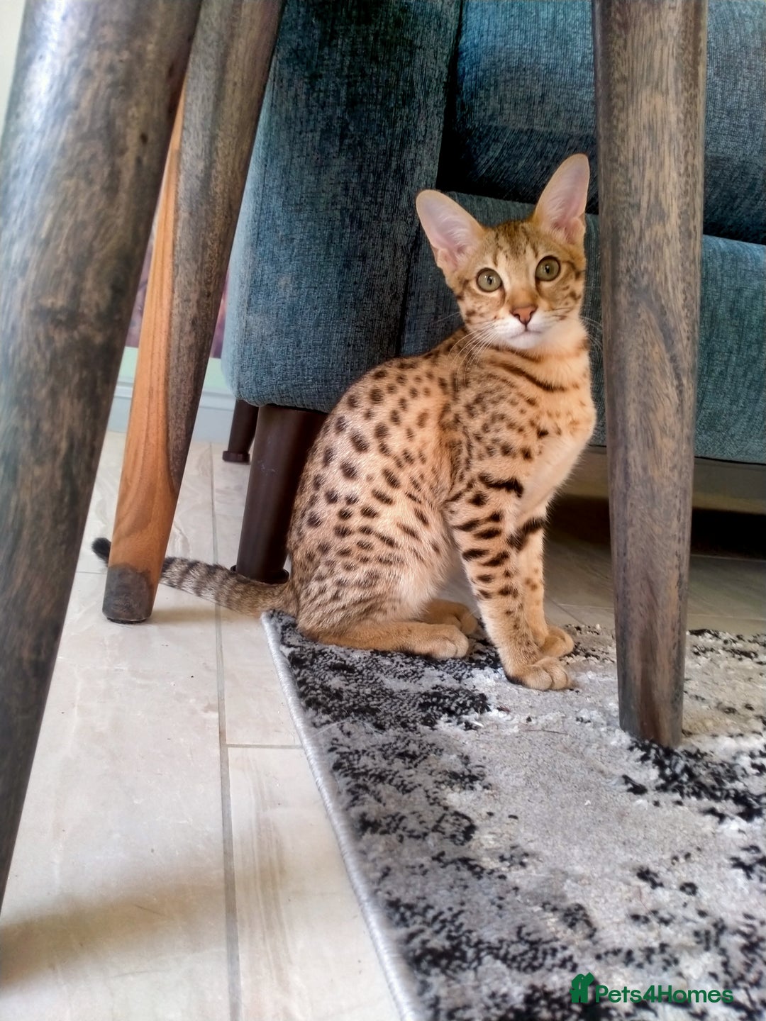 Savannah cats for sale: F3 savannah girls Tica reg + silver boy - Image 7