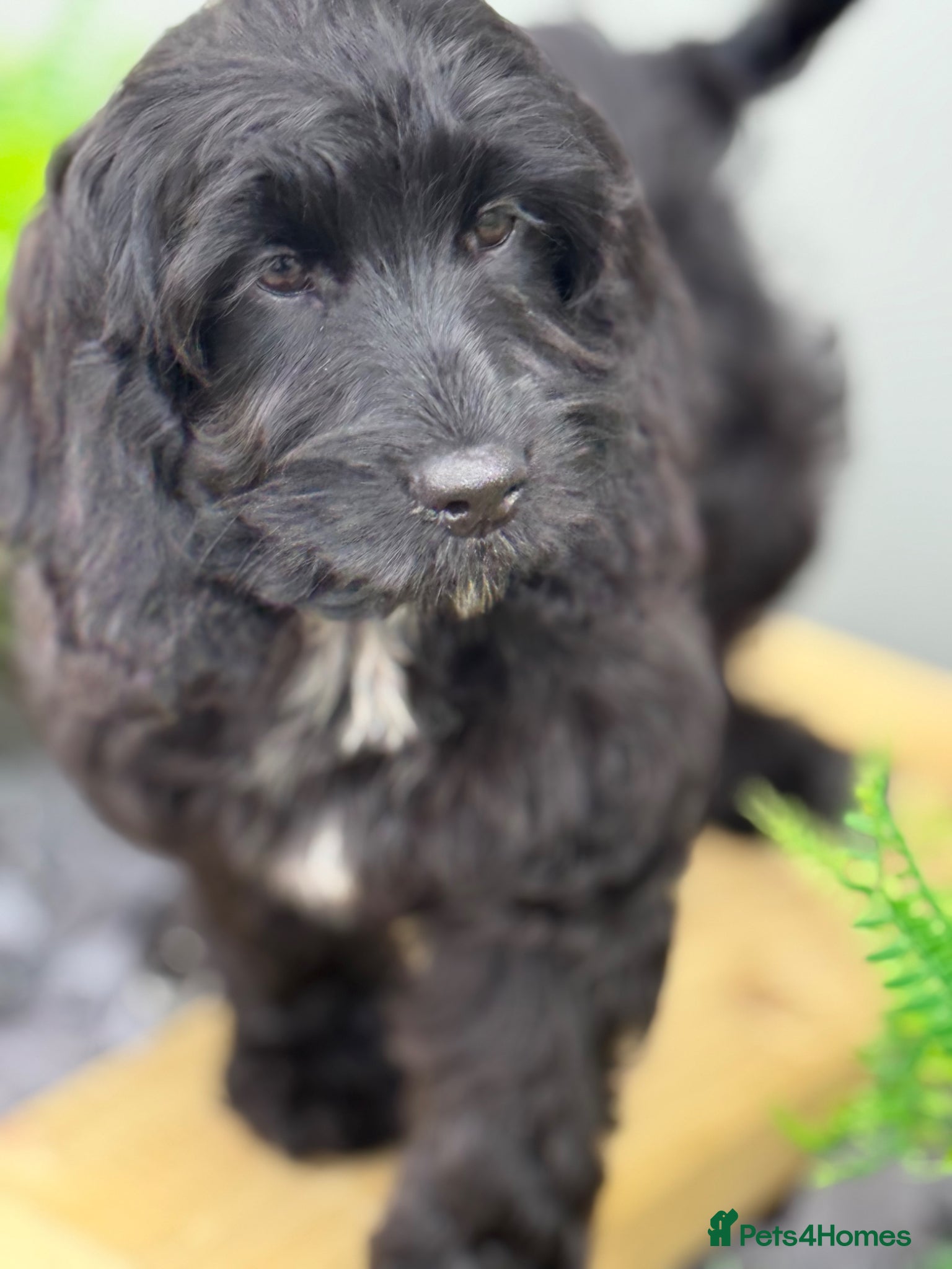 Cockapoo dogs F1 Show black Cockapoo girl  ready now - Advert 2