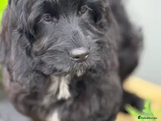 Cockapoo dogs F1 Show black Cockapoo girl ready now - Advert 18